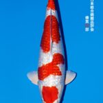THE 55th ALL JAPAN CONBINED NISHIKIGOI SHOW 2025 椿賞