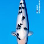 THE 55th ALL JAPAN CONBINED NISHIKIGOI SHOW 2025 牡丹賞