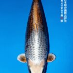 THE 55th ALL JAPAN CONBINED NISHIKIGOI SHOW 2025 種別優秀賞