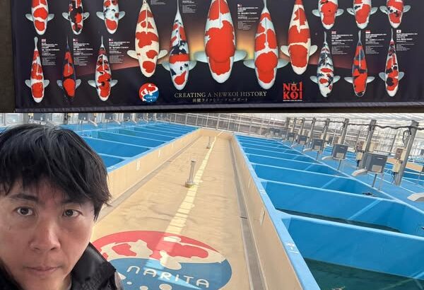 Narita Koi Farms Japan visit