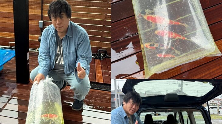 成田養魚園第3回初鯉甲子園に出品する鯉達をハンドリング
