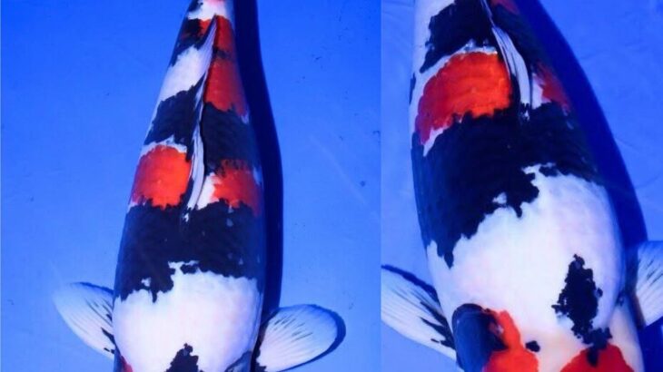 JPD Koi Photo Collection