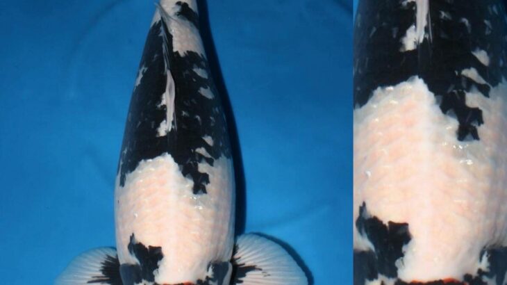JPD Koi Photo Collection