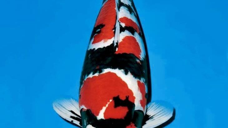 JPD Koi Photo Collection
