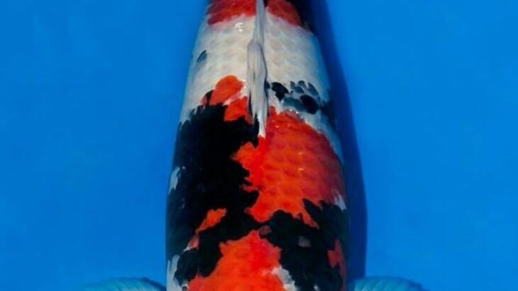 JPD Koi Photo Collection