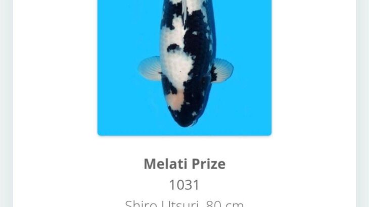 2025 Nusatic Koi Show