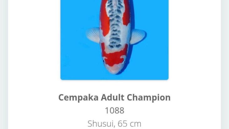 2025 Nusatic Koi Show