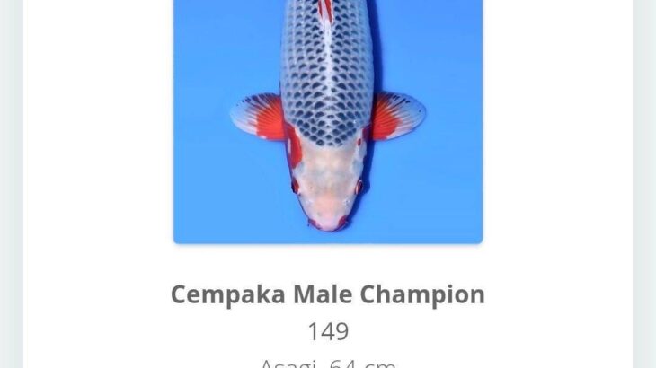 2025 Nusatic Koi Show