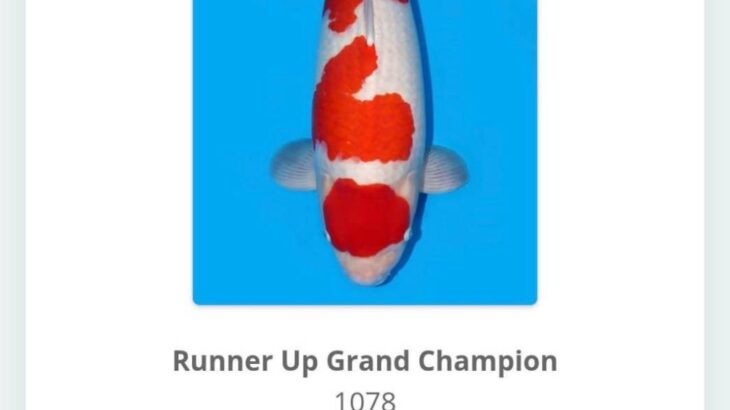 2025 Nusatic Koi Show