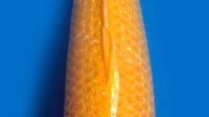 2025 Nusatic Koi Show
