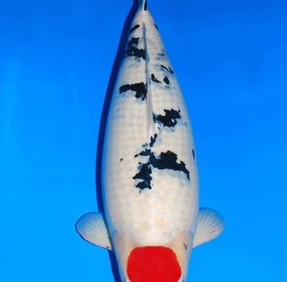 17th Koi’s Festival in Indonesia 2025