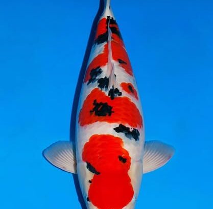 17th Koi’s Festival in Indonesia 2025
