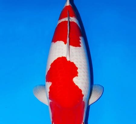 17th Koi’s Festival in Indonesia 2025