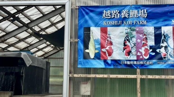 越路養鯉場様訪問 新潟