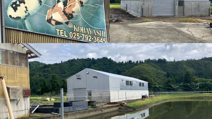 丸仙小林養鯉場様訪問　新潟県