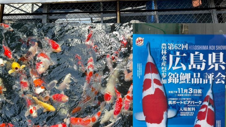 錦鯉専門店昭徳様訪問