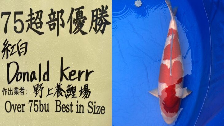 第72回長岡市錦鯉品評会　受賞鯉③