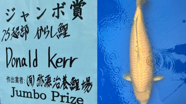 第72回長岡市錦鯉品評会 受賞鯉②