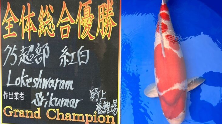 第72回長岡市錦鯉品評会 受賞鯉①