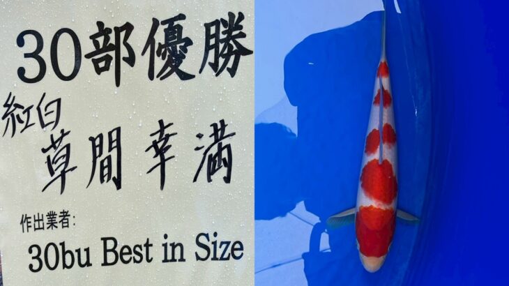 第72回長岡市錦鯉品評会　受賞鯉⑤