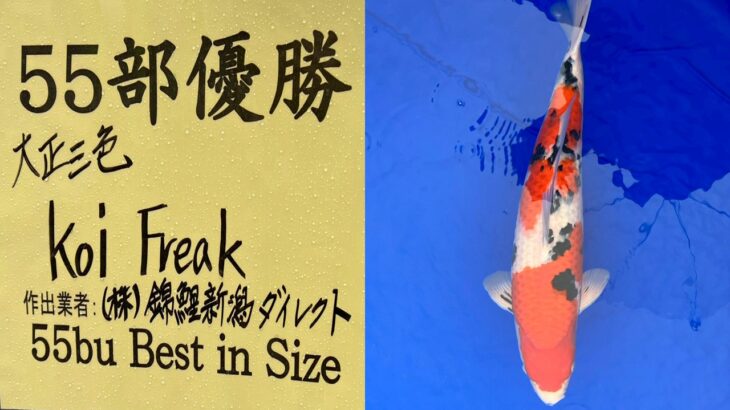 第72回長岡市錦鯉品評会　受賞鯉④