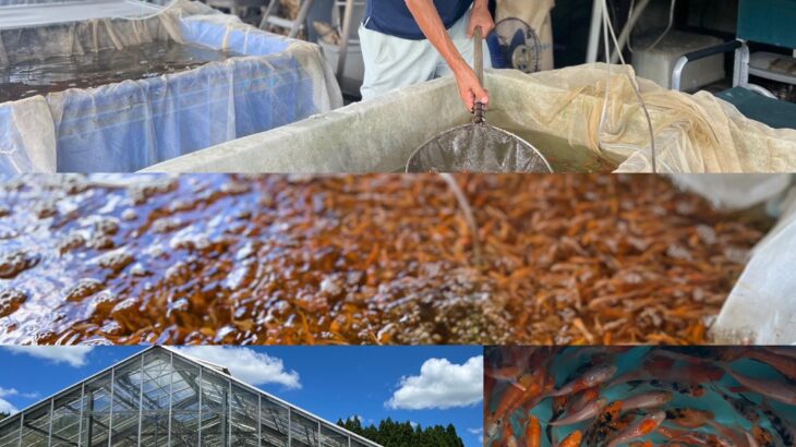 錦鯉むらかみ秋の新作発表即売会