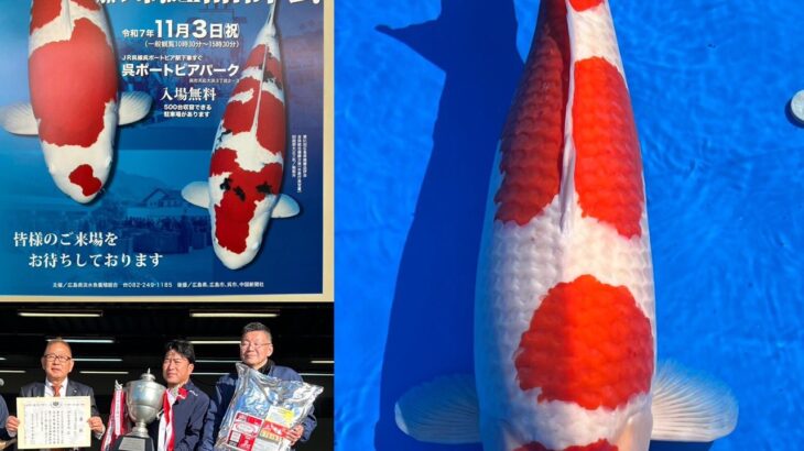 第62回広島県錦鯉品評会