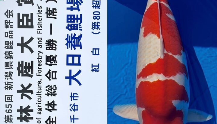 農林水産祭参加 第65回新潟県錦鯉品評会