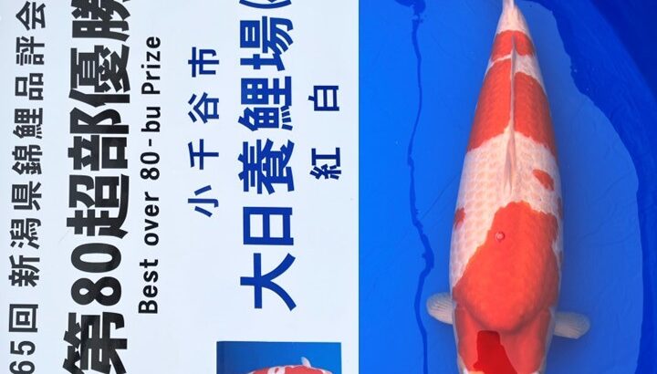 農林水産祭参加 第65回新潟県錦鯉品評会