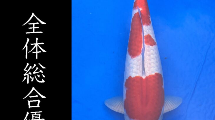 第17回福岡県若鯉品評会