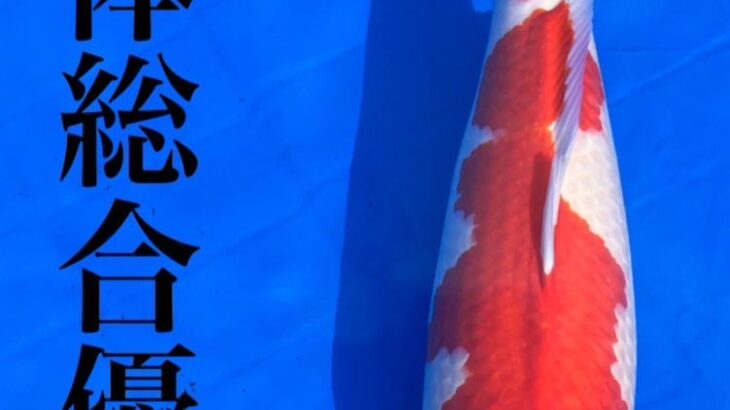 第47回富山県総合養鯉品評会