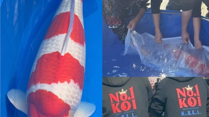 第2回ワールドニシキゴイショウ　全体総合優勝A