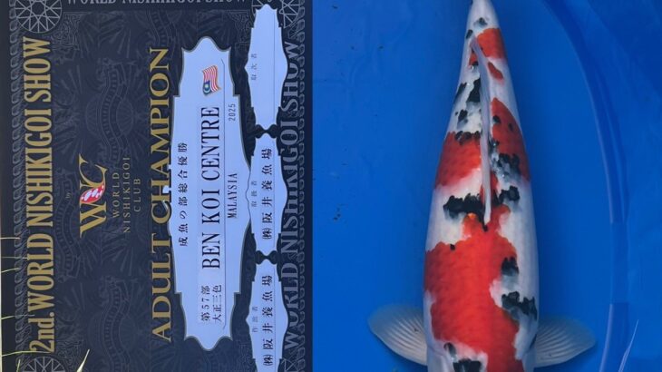 第2回ワールドニシキゴイショウ 受賞鯉③