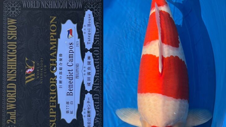 第2回ワールドニシキゴイショウ 受賞鯉②