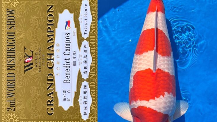 第2回ワールドニシキゴイショウ 受賞鯉①