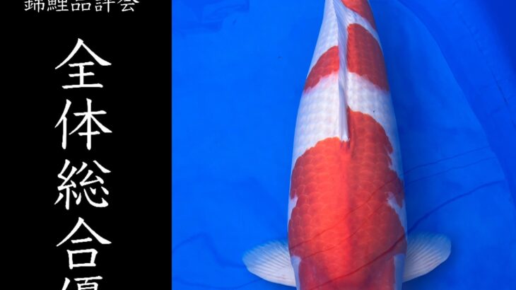 第18回九鱗会長崎県支部錦鯉品評会 受賞鯉①