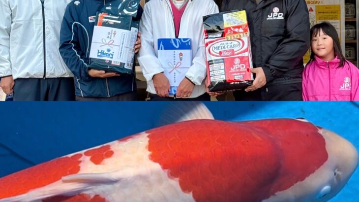 【速報】全日本愛鱗会兵庫支部 第50回錦鯉品評会　大会全体総合優勝