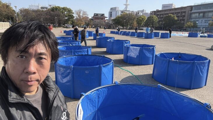 関西地区総合錦鯉品評会開催中！