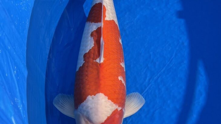 関西地区総合錦鯉品評会 大会総合優勝