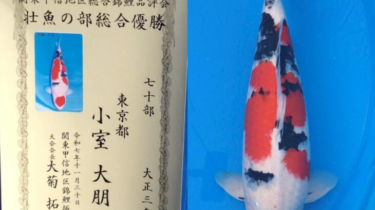 第53回 関東甲信地区総合錦鯉品評会 受賞鯉②