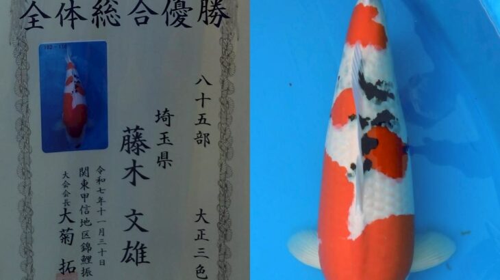 第53回 関東甲信地区総合錦鯉品評会 受賞鯉①