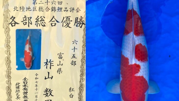 第26回北陸地区総合錦鯉品評会 受賞鯉④