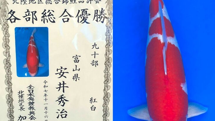 第26回北陸地区総合錦鯉品評会 受賞鯉③