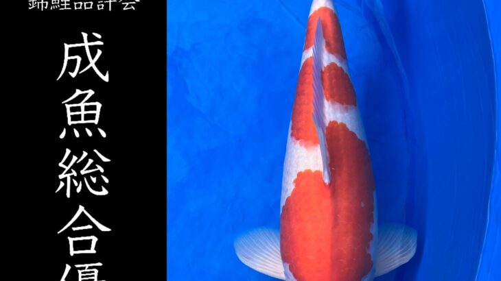 第18回九鱗会長崎県支部錦鯉品評会 受賞鯉②