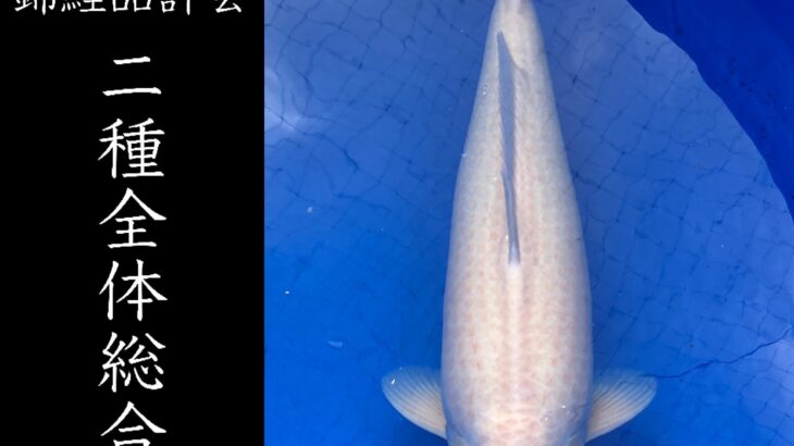 第35回熊本県錦鯉品評会&即売会 受賞鯉②