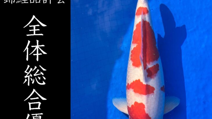 第35回熊本県錦鯉品評会&即売会 受賞鯉①