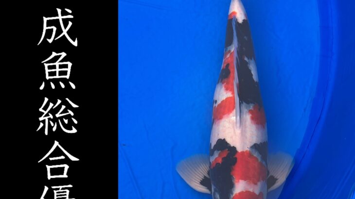 第33回九州地区総合錦鯉品評会 受賞鯉②
