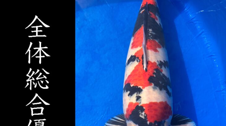 第33回九州地区総合錦鯉品評会 受賞鯉①