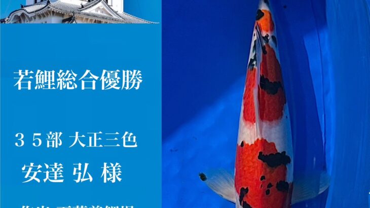 関西地区総合錦鯉品評会2025 受賞鯉②