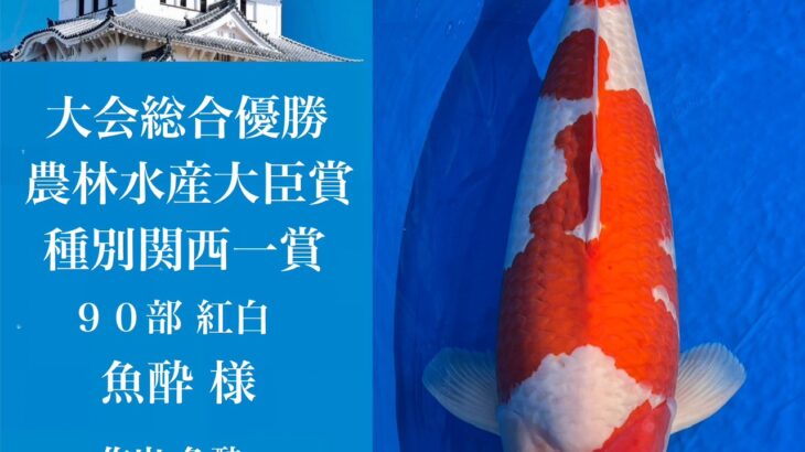 関西地区総合錦鯉品評会2025 受賞鯉①